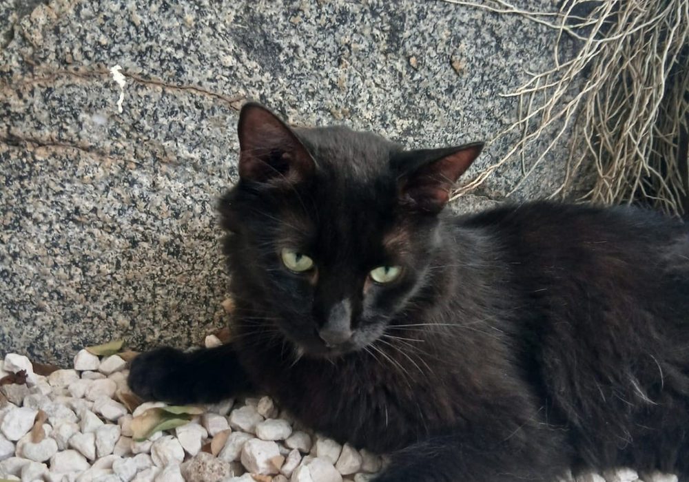 George the cat