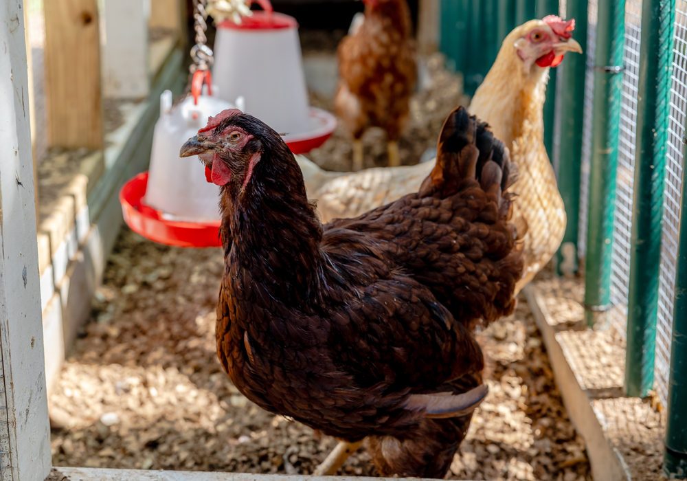 Garden chickens