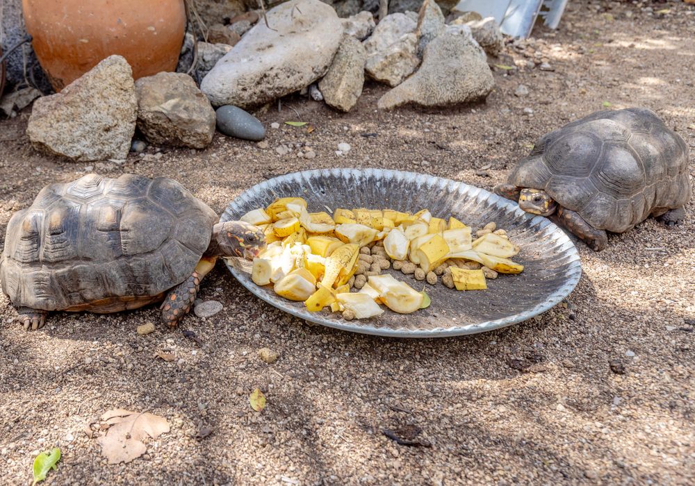 Resident tortoises in the Naïma garden
